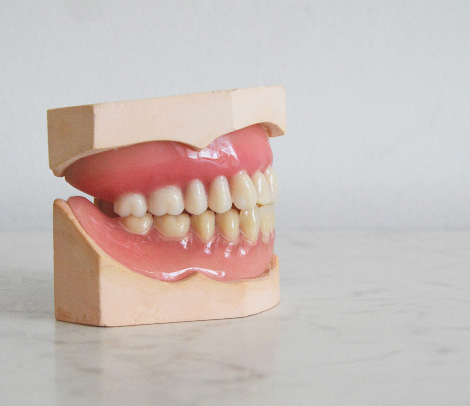 Full-mouth replica for educational used for educational purposes.